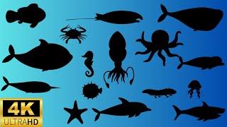 Learning video of sea animal shadow game for kids- learn sea animal names for toddlers