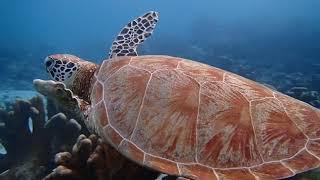 Sea turtle fin bited