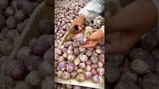the process of peeling the skin of onions after harvesting #shorts