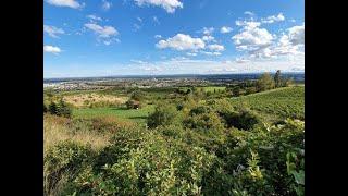 Die Weinberge - Blick auf Guntramsdorf