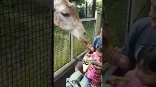 Jerapah Girraffe makan wortel #shorts #shortvideo #batusecretzoo #jatimpark2 #zoo #gembiralokazoo