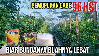 BOOSTER PEMBUAHAN PADA CABE BIAR MAKSIMAL | MELEBATKAN BUAH CABE