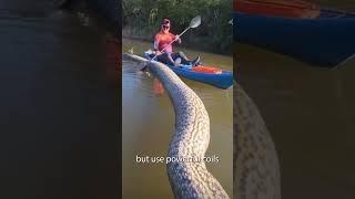 The worlds BIGGEST snake 