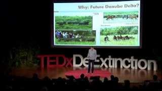 Restoring europe's wildlife with aurochs and others: Henri Kerkdijk-Otten at TEDxDeExtinction