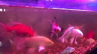 7 colors Fish relaxing  at home | Sresre Toukvill