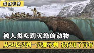 被人类吃到灭绝的动物，从50亿只到一只都不剩，仅仅用了百年时间