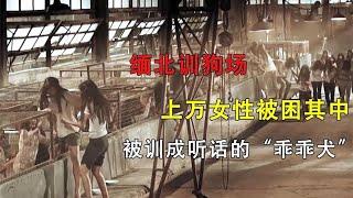 缅北训狗厂，上万女性被困其中，被训成听话的“乖乖犬”