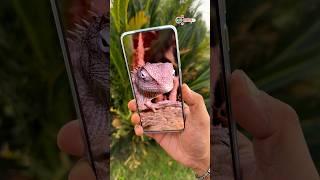 Once Again The Zoom Test Of My Lovely Chameleon With Vivo X200 Pro #shorts