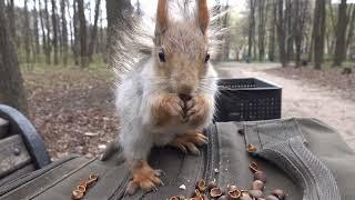 Дикая, но ручная белка / A wild but tame squirrel