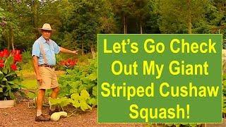 Let's Go Check Out My Giant Striped Cushaw Squash!