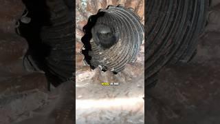 Bird trapped in the gutter?#animals #bird #animalrescue #birdrescue#reallifestory #help
