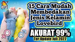 15 Cara Mudah Membedakan Jenis Kelamin Lovebird 99% Akurat