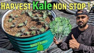 How to harvest kale so it keeps growing  #kale #greentgarden #plants