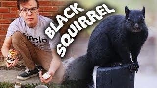 CATCHING A BLACK SQUIRREL!!! - Save the Squirrels Initiative