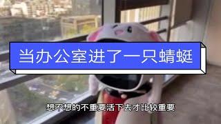 【快宝机器人】当办公室进了一只蜻蜓，看看快宝的反应