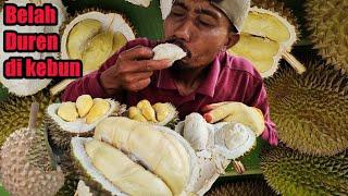 Panen durian langsung santab di kebun