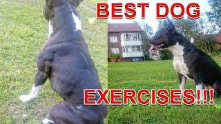 Best Exercises For Your Dog - Fit and Healthy! (Dog Exercises and dog workout)