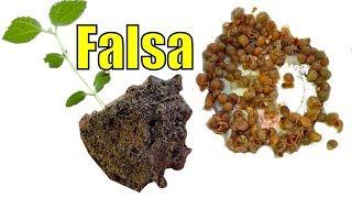 How to Grow Falsa From Seeds || 40 Days Ka Result || Summer Fruit