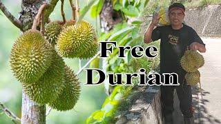 Free durian