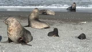 Baby seals! So cute yet so ... dangerous? #shorts