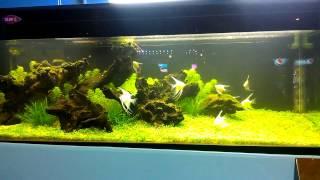 Planted aquarium at Chinese new year fair