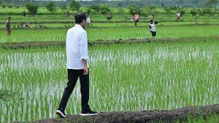 Kunjungan Kerja Presiden Jokowi dan Ibu Iriana di Kabupaten Merauke, Papua Selatan, 23 Juli 2024