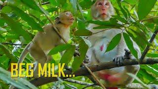 Beg Milk! Pitiful Baby Monkey Janna Begging Milk Mum Jade, But Mum Jade Not Allowed