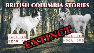 Extinct BC Dog Breeds -  Salish Wool Dog and Tahltan Bear Dog