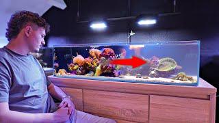 A Reef Tank Crash, Hobbyists' Worst Nightmare - Fish Room Update Ep. 6