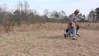 Steadying On Point with a Llewellin Setter - Positive Gun Dog Training -  January 26, 2018