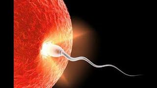 رحلة حيوان منوى فى رحم أنثى لصنع حياة The journey of a sperm in a female's womb to make a life