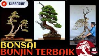 INSPIRASI BONSAI GAYA BUNJIN STYLE