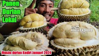 Panen durian langsung santab di kebun