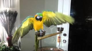 Jewel the Blue and Gold Macaw dancing to stand by