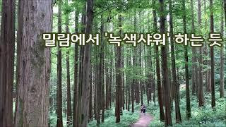 국내 최대 메타세쿼이아 숲, 화인산림욕장