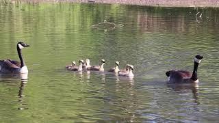 #Goslings #CanadianGoose #GooseFamily #Birds #Nature #SilverLake #WaterlooPark #Waterloo #ON #CANADA