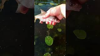подлещик, fishing