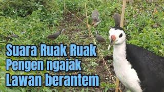 Suara panggil ruak ruak ngajak berantem // full respon untuk pancongan // bird trap