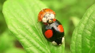 Landschaften voller Leben - Insekten als Nützlinge