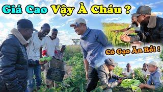 Tại Sao Giá Trị Cây Trồng Việt Nam Giá Bán Thu về Cao Vậy Cháu ? Bác Rất Muốn Trồng Và Nhân Rộng Ra