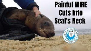 Seal Rescue: the ORIGINAL NET