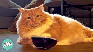 Fluffy Cat Won’t Stop Rocking Bowl Until She Gets Snack | Cuddle Buddies