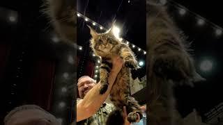 the lion king: maine coon edition