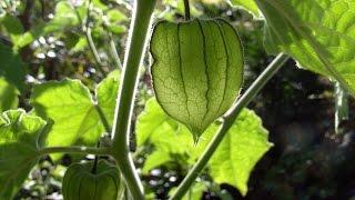 Andenbeeren (Physalis) selber anbauen geht ganz leicht