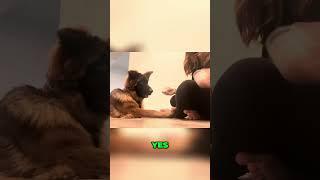 scent training tips