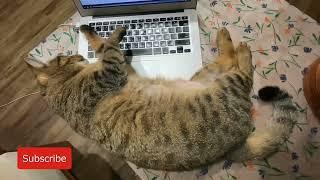 [字幕] 虎斑貓在蘋果電腦上睡著了 EP1 Tabby cat fell asleep on mac computer ぶち猫がマックで眠りに落ちた 에서 잠든 얼룩 고양이 虎斑猫在苹果电脑上睡着了