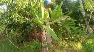 HOUSE AND LOT FOR SALE IN TALIBON, BOHOL, PHILIPPINES