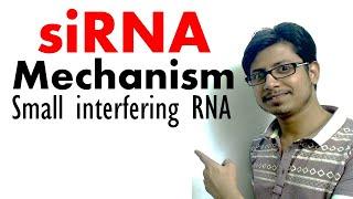siRNA | Short interfering RNA mechanism of RNA interference