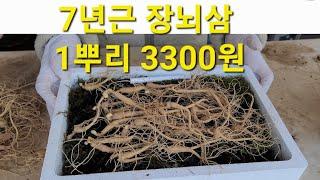 1뿌리 3300원 7년근 장뇌산삼