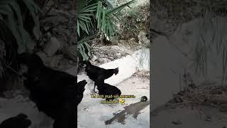 Как поймать курицу А ты знаешь?